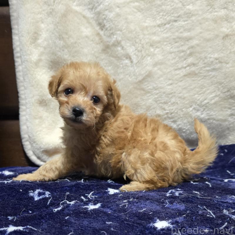 成約済の岡山県のトイプードル-422175の12枚目