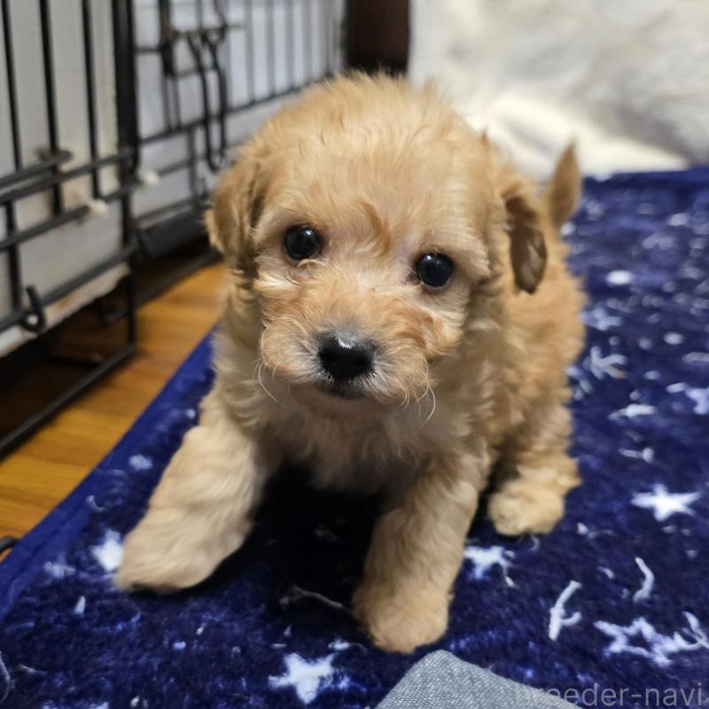 成約済の岡山県のトイプードル-422175の11枚目