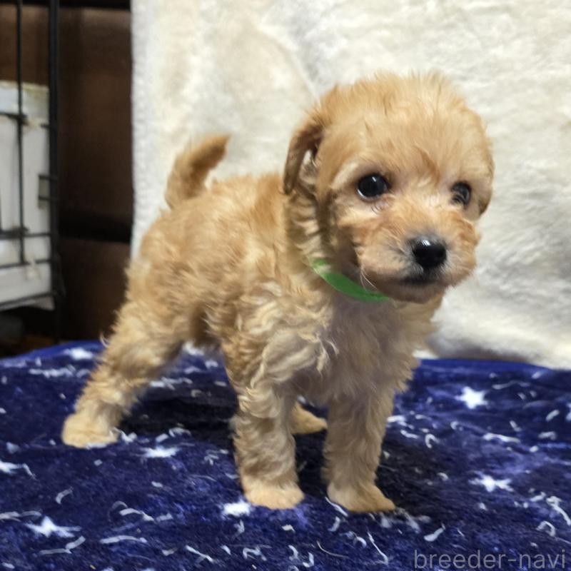 成約済の岡山県のトイプードル-422175の10枚目