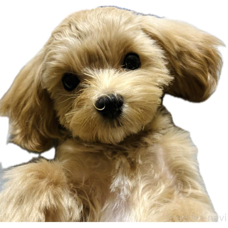 販売中の広島県のマルプー:マルチーズ×トイプードル-423147