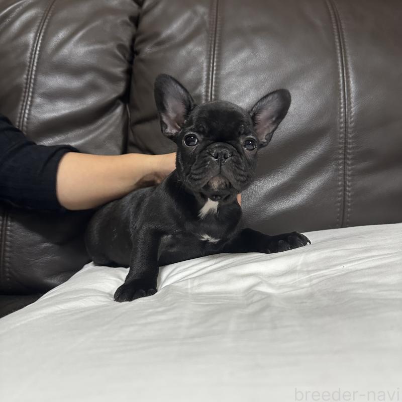 販売中の兵庫県のフレンチブルドッグ-422378の6枚目