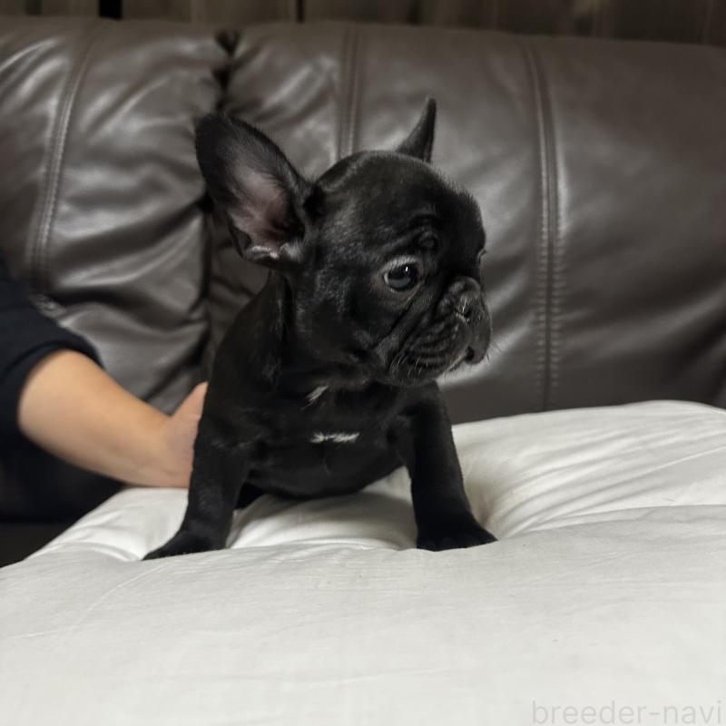 販売中の兵庫県のフレンチブルドッグ-422378の4枚目
