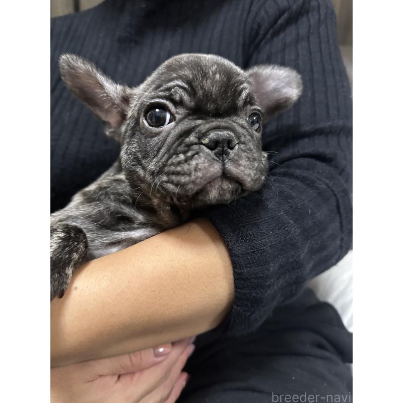 販売中の兵庫県のフレンチブルドッグ-422377の3枚目