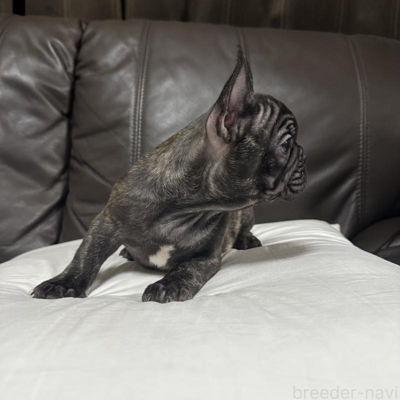 成約済の兵庫県のフレンチブルドッグ-422376の14枚目