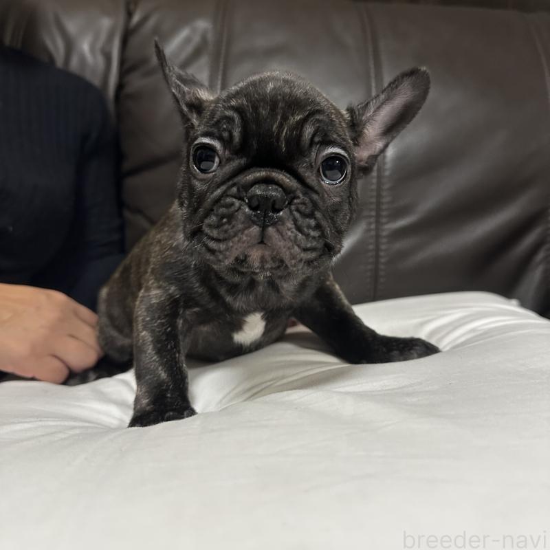 成約済の兵庫県のフレンチブルドッグ-422376の13枚目