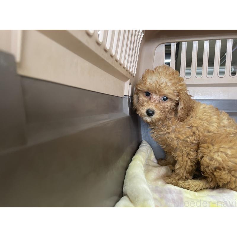 販売中の愛媛県のタイニープードル-426003の4枚目