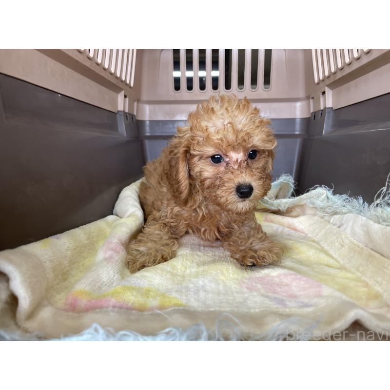 販売中の愛媛県のタイニープードル-426003の3枚目