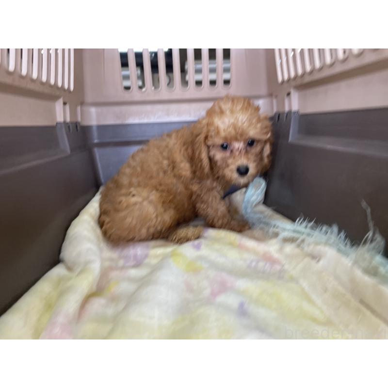 販売中の愛媛県のタイニープードル-426003の2枚目