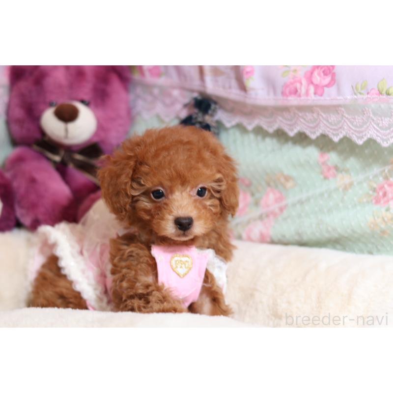 成約済の大阪府のティーカッププードル-422854の5枚目