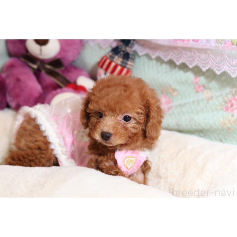 成約済の大阪府のティーカッププードル-422854の4枚目