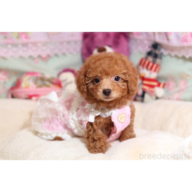 成約済の大阪府のティーカッププードル-422854の3枚目