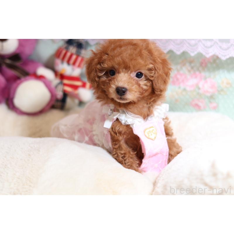 成約済の大阪府のティーカッププードル-422854の2枚目