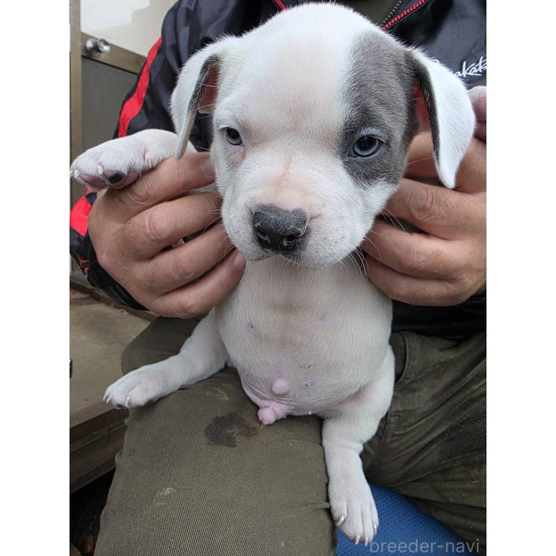 成約済の静岡県のアメリカンブリー-423778の3枚目