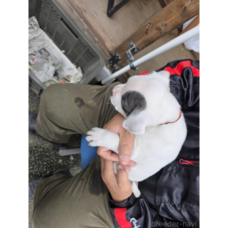 成約済の静岡県のアメリカンブリー-423778の2枚目