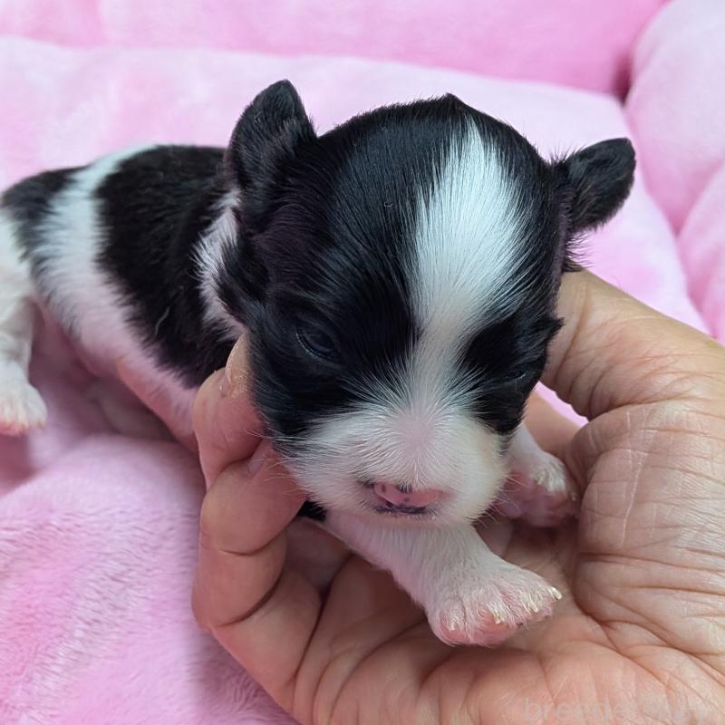 販売中の埼玉県のパピヨン-426006の8枚目