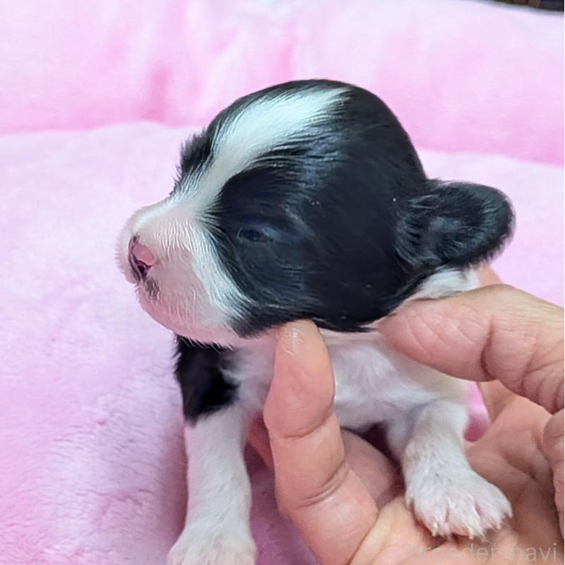 販売中の埼玉県のパピヨン-426006の7枚目