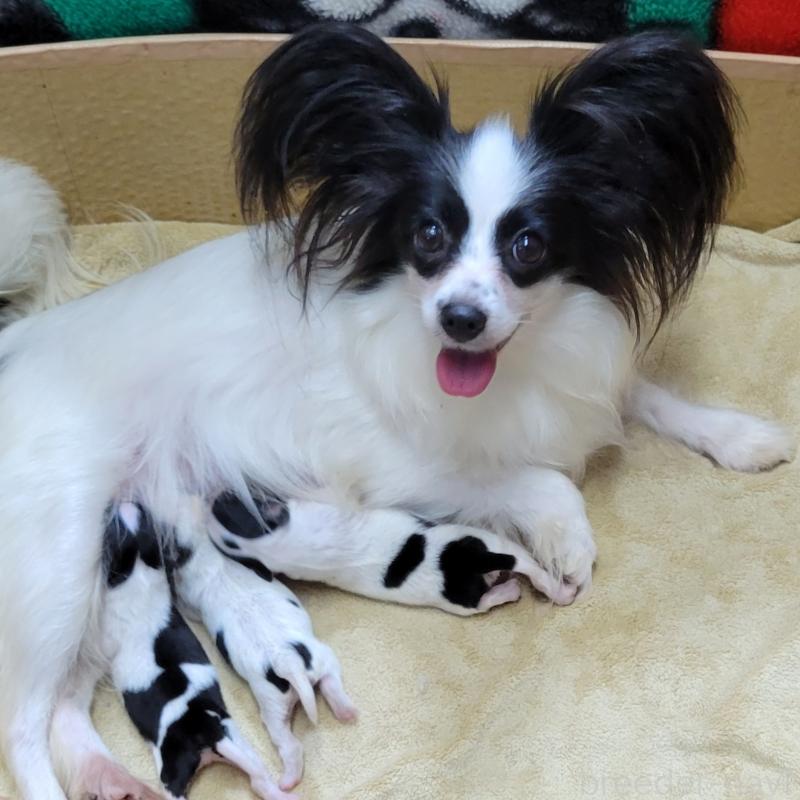 販売中の埼玉県のパピヨン-426006の5枚目