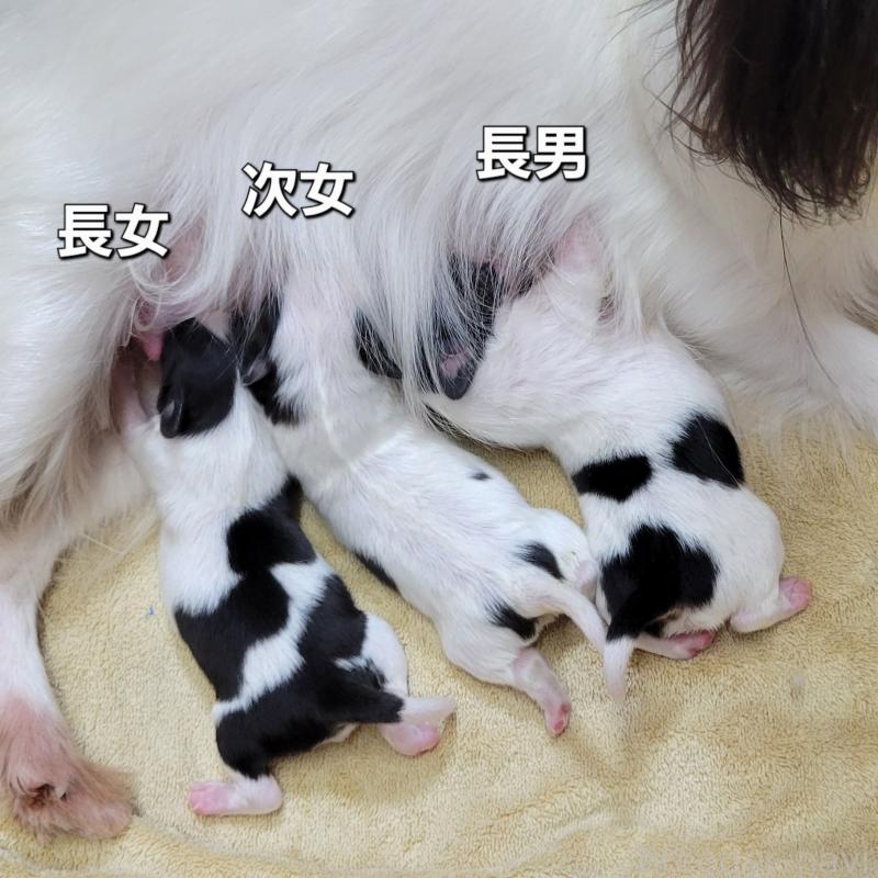 販売中の埼玉県のパピヨン-426006の4枚目