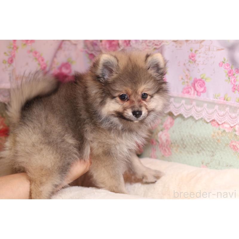 成約済の大阪府のポメラニアン-422853の5枚目