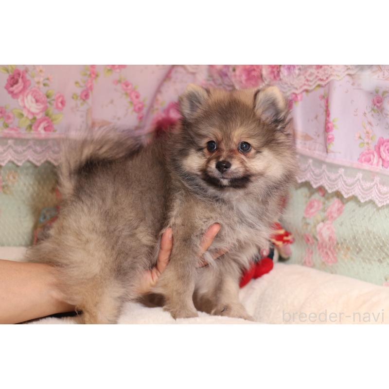 成約済の大阪府のポメラニアン-422853の4枚目