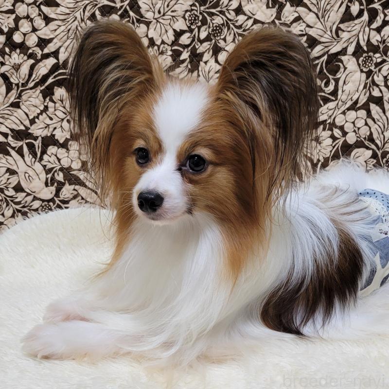 販売中の埼玉県のパピヨン-426006の2枚目