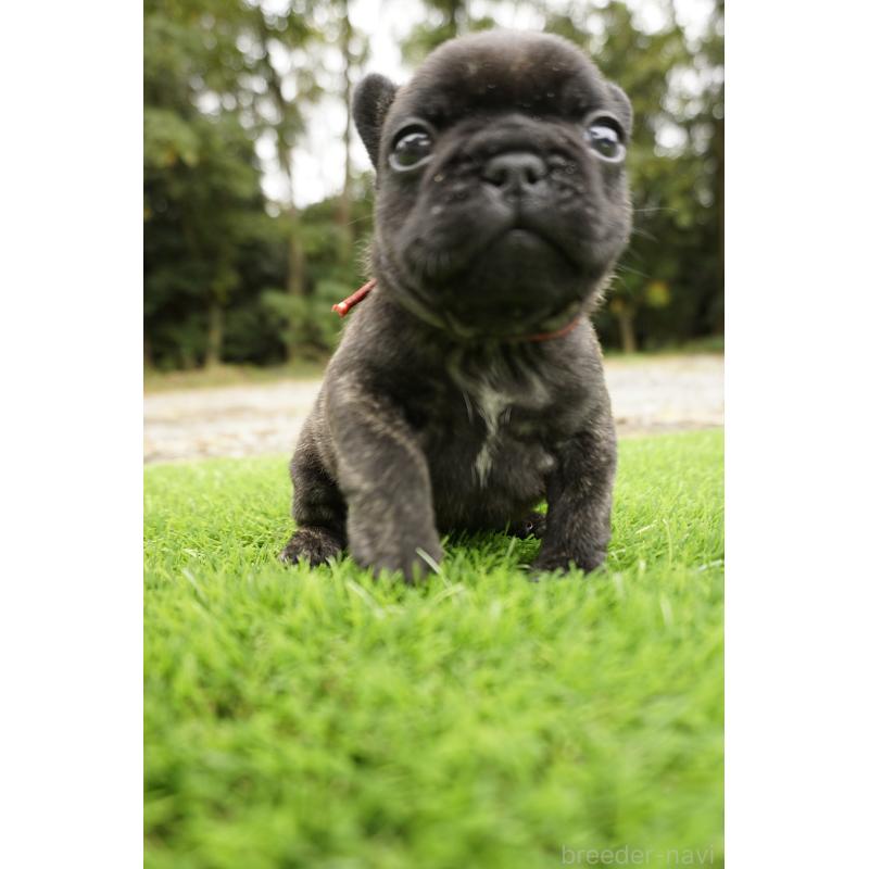 販売中の鹿児島県のフレンチブルドッグ-426007の11枚目