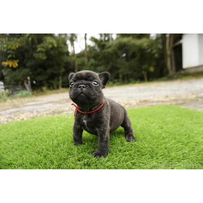 販売中の鹿児島県のフレンチブルドッグ-426007の8枚目