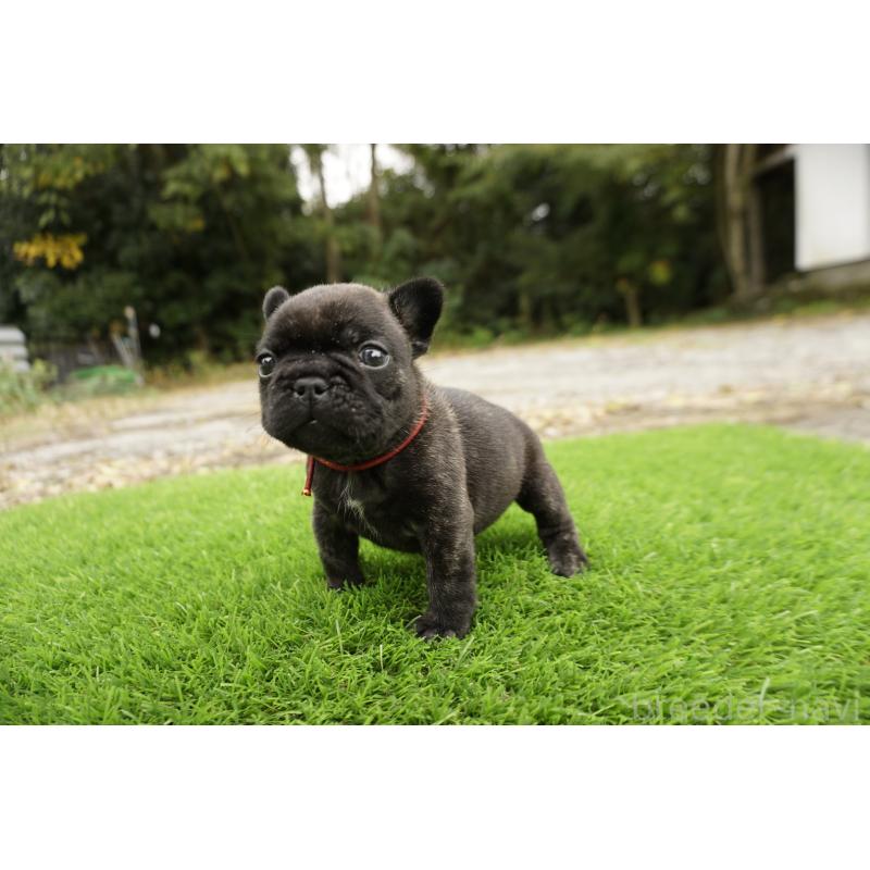 販売中の鹿児島県のフレンチブルドッグ-426007の1枚目