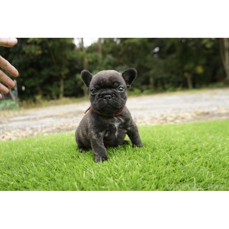 販売中の鹿児島県のフレンチブルドッグ-426007の6枚目