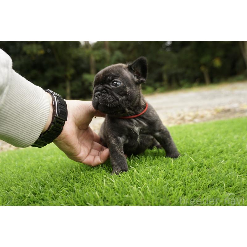 販売中の鹿児島県のフレンチブルドッグ-426007の5枚目