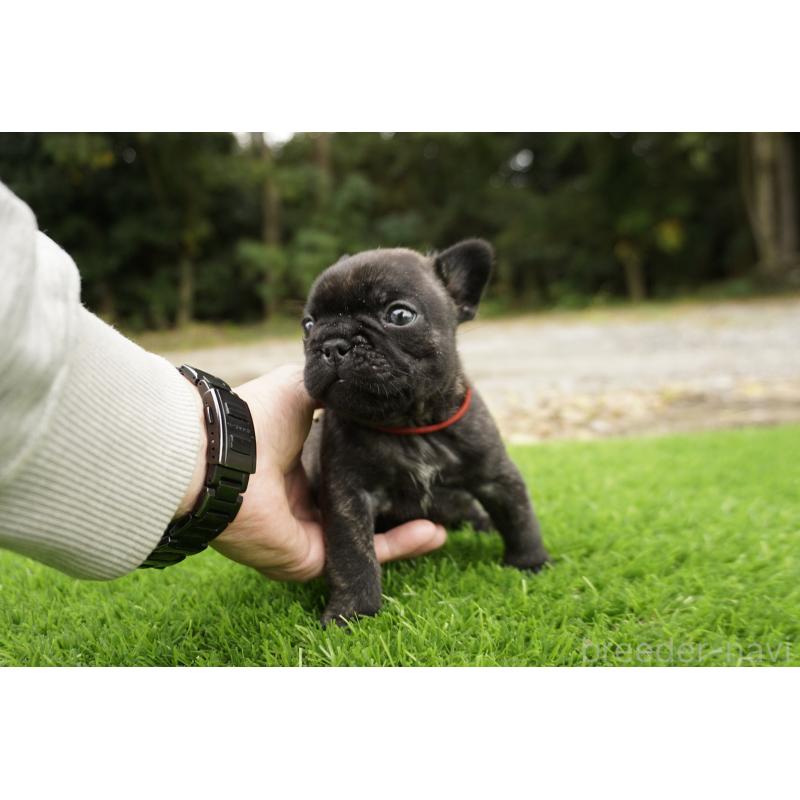 販売中の鹿児島県のフレンチブルドッグ-426007の4枚目