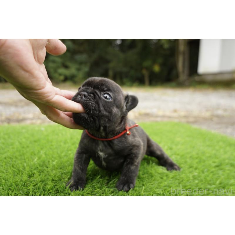 販売中の鹿児島県のフレンチブルドッグ-426007の3枚目