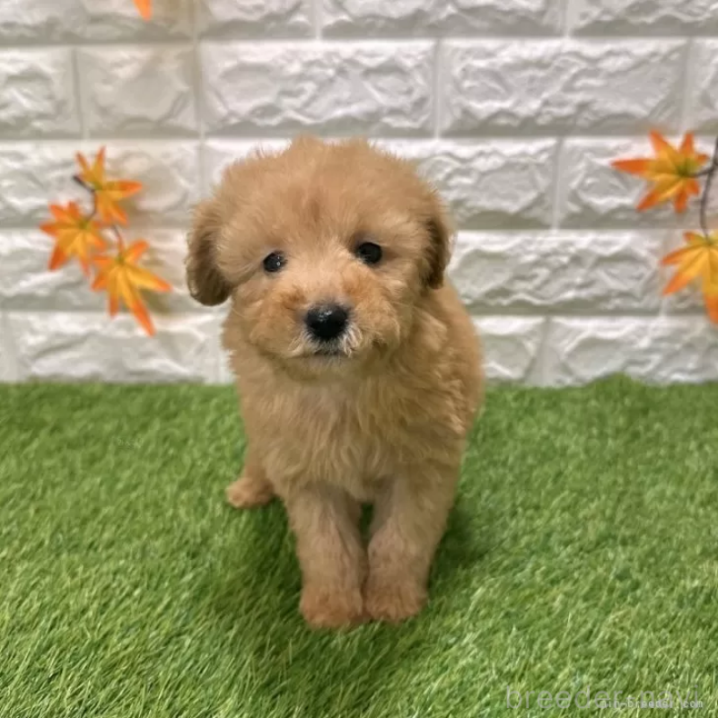 販売中の愛知県のトイプードル-424651