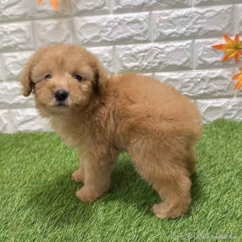 販売中の愛知県のトイプードル-424651の4枚目