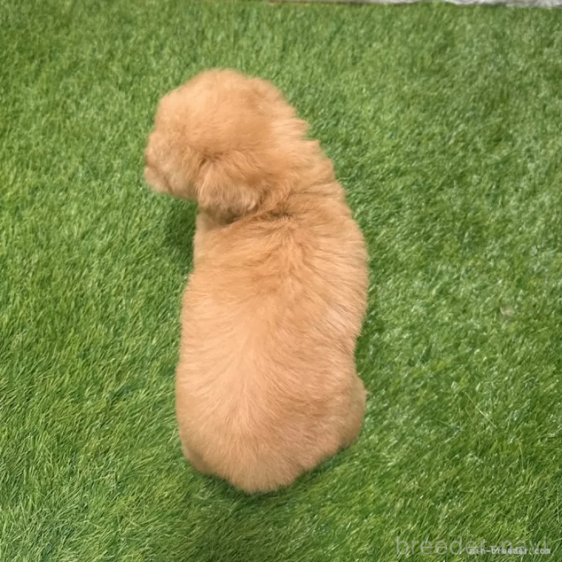 販売中の愛知県のトイプードル-424651の2枚目