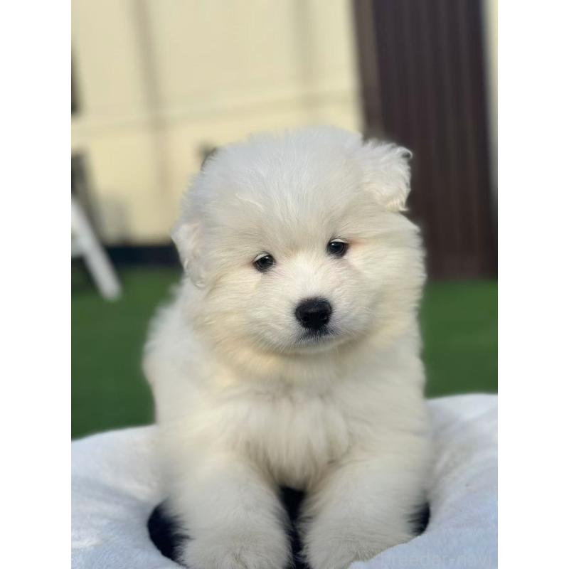 販売中の栃木県のサモエド-420932