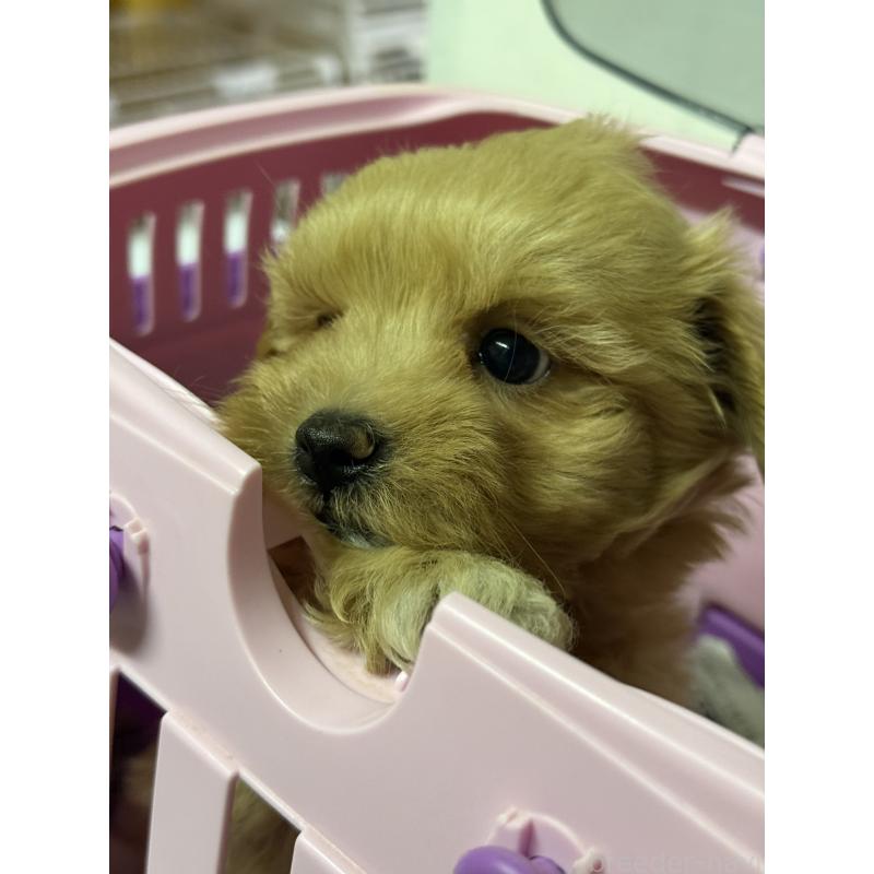 販売中の茨城県のマルプー:マルチーズ×トイプードル-424095の7枚目