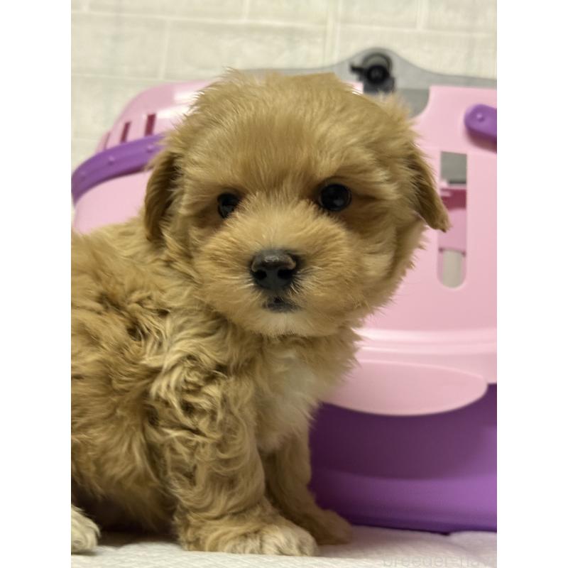 販売中の茨城県のマルプー:マルチーズ×トイプードル-424095の6枚目