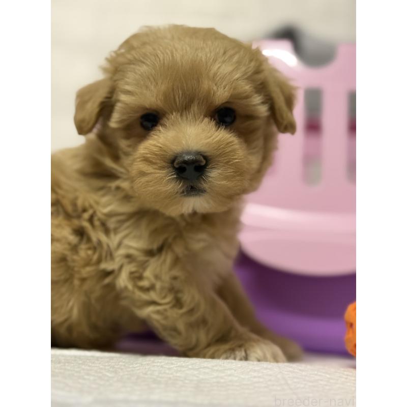 販売中の茨城県のマルプー:マルチーズ×トイプードル-424095の5枚目