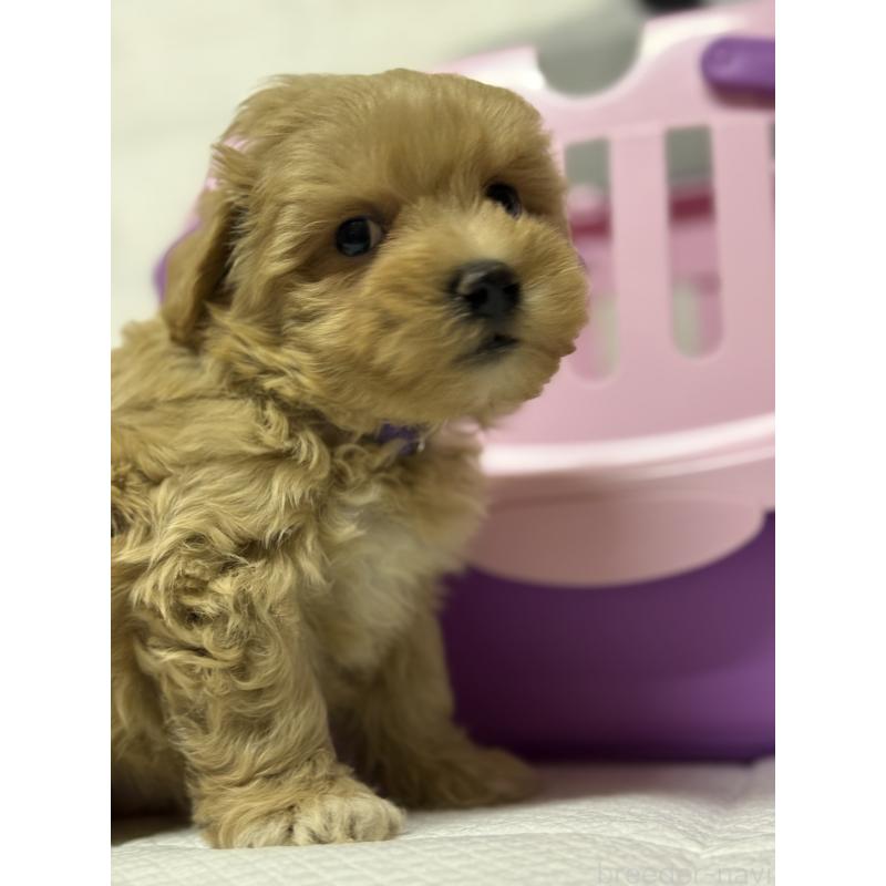 販売中の茨城県のマルプー:マルチーズ×トイプードル-424095の4枚目