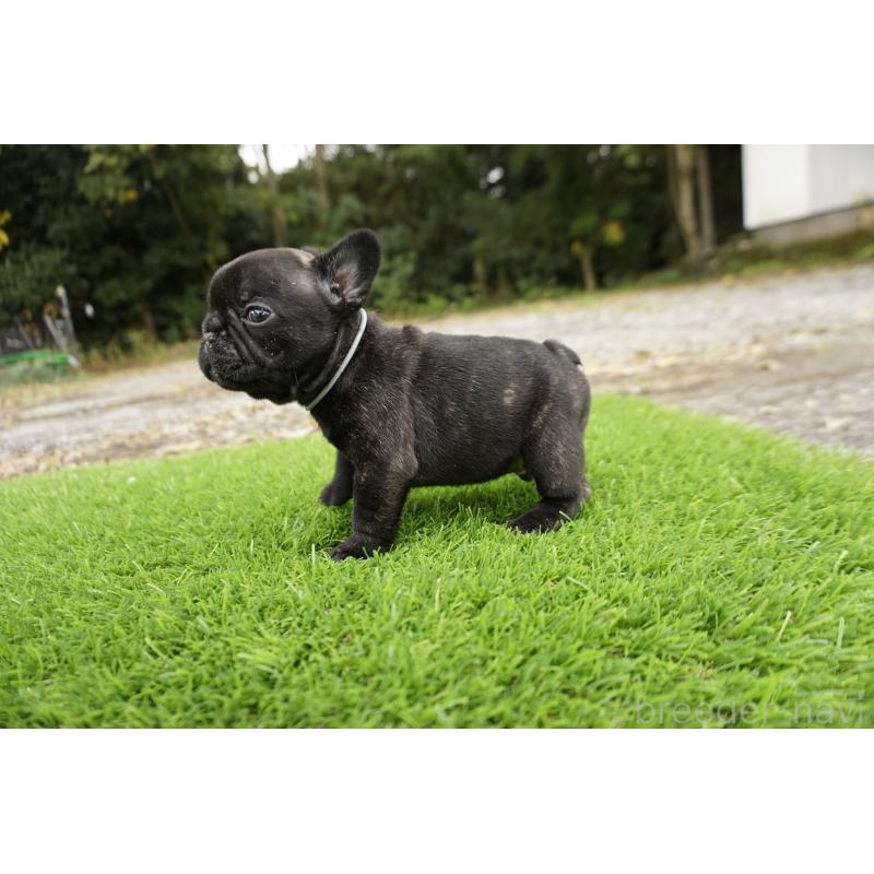 販売中の鹿児島県のフレンチブルドッグ-426008の7枚目