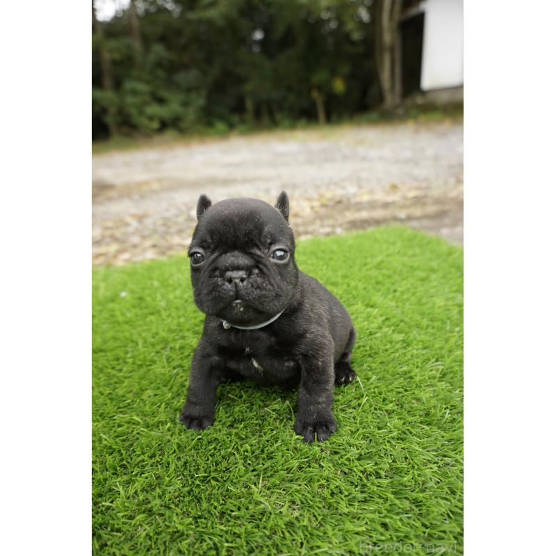 販売中の鹿児島県のフレンチブルドッグ-426008の6枚目