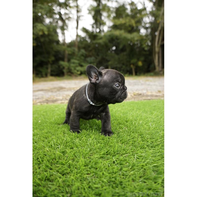 販売中の鹿児島県のフレンチブルドッグ-426008の5枚目