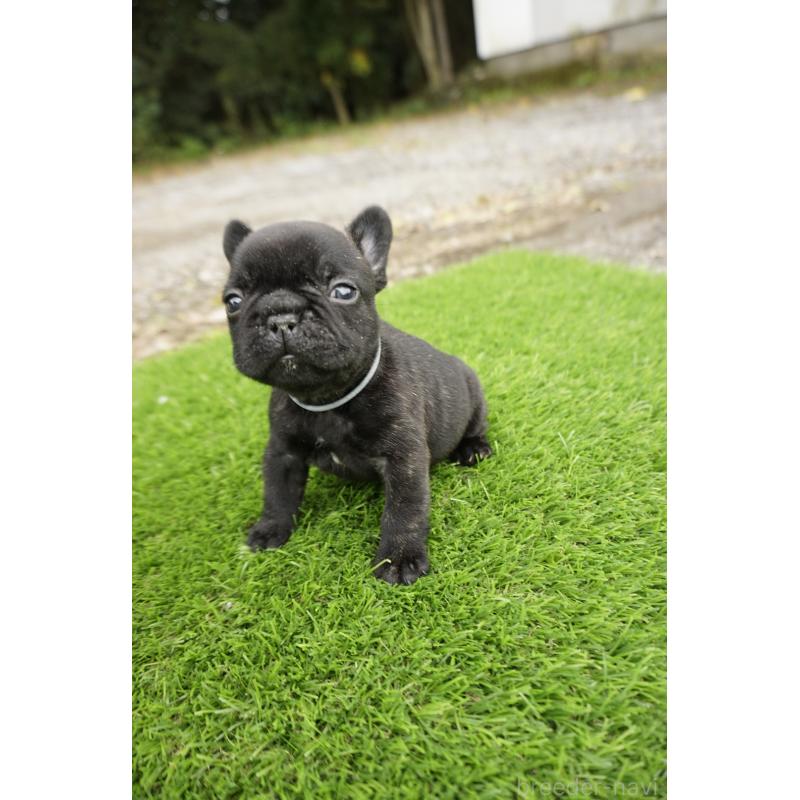 販売中の鹿児島県のフレンチブルドッグ-426008の4枚目