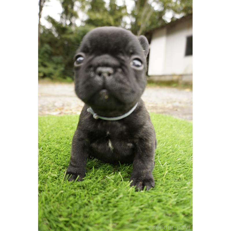 販売中の鹿児島県のフレンチブルドッグ-426008の3枚目