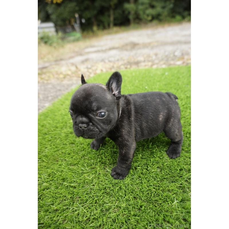 販売中の鹿児島県のフレンチブルドッグ-426008の2枚目