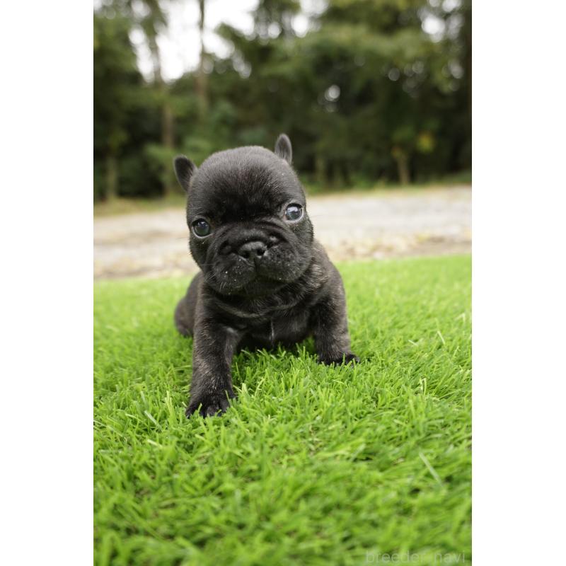 販売中の鹿児島県のフレンチブルドッグ-426009の10枚目