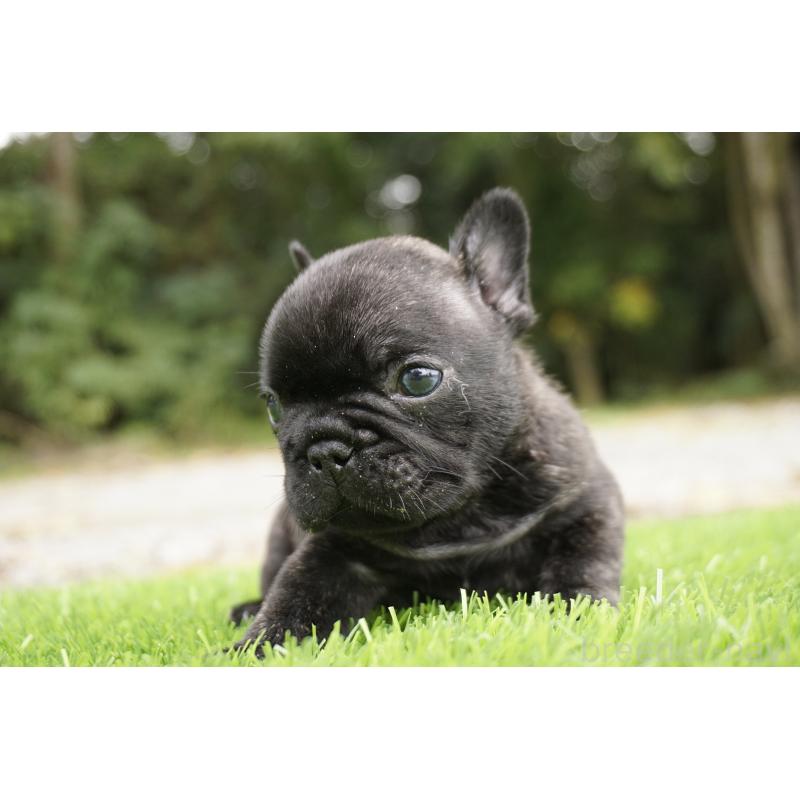 販売中の鹿児島県のフレンチブルドッグ-426009の9枚目