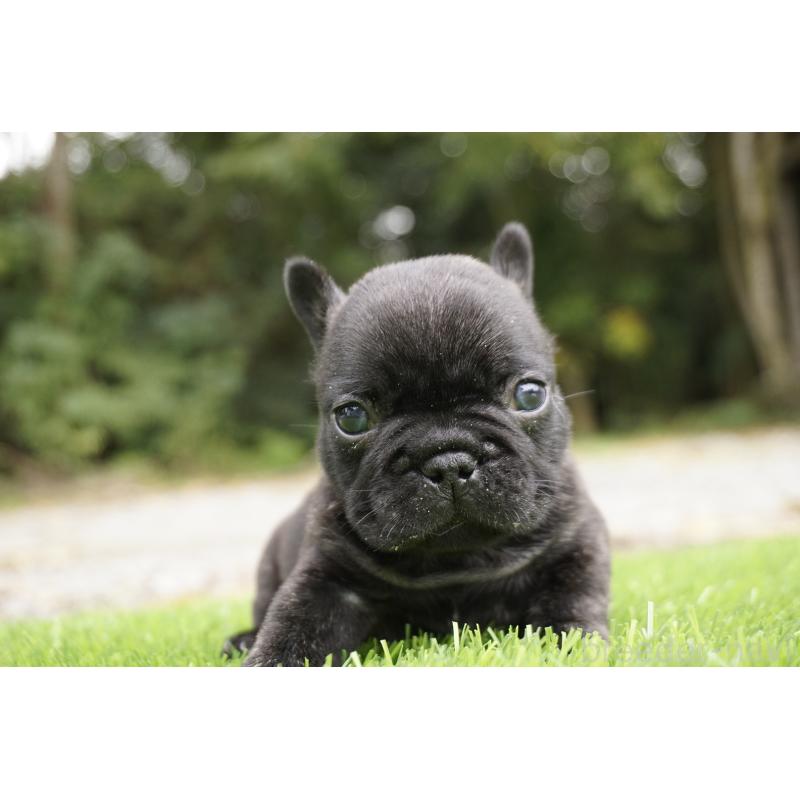 販売中の鹿児島県のフレンチブルドッグ-426009の8枚目