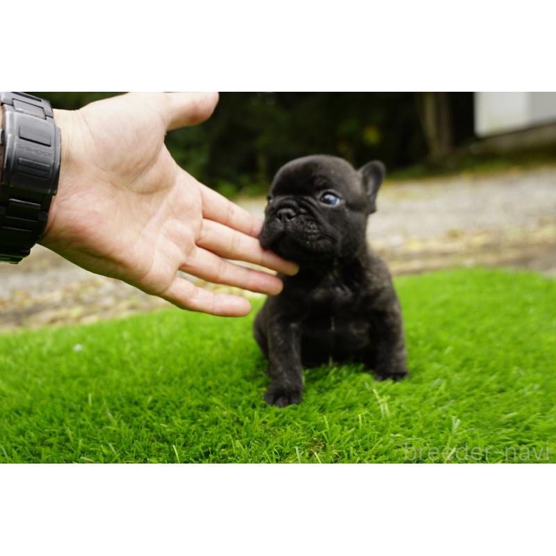 販売中の鹿児島県のフレンチブルドッグ-426009の7枚目